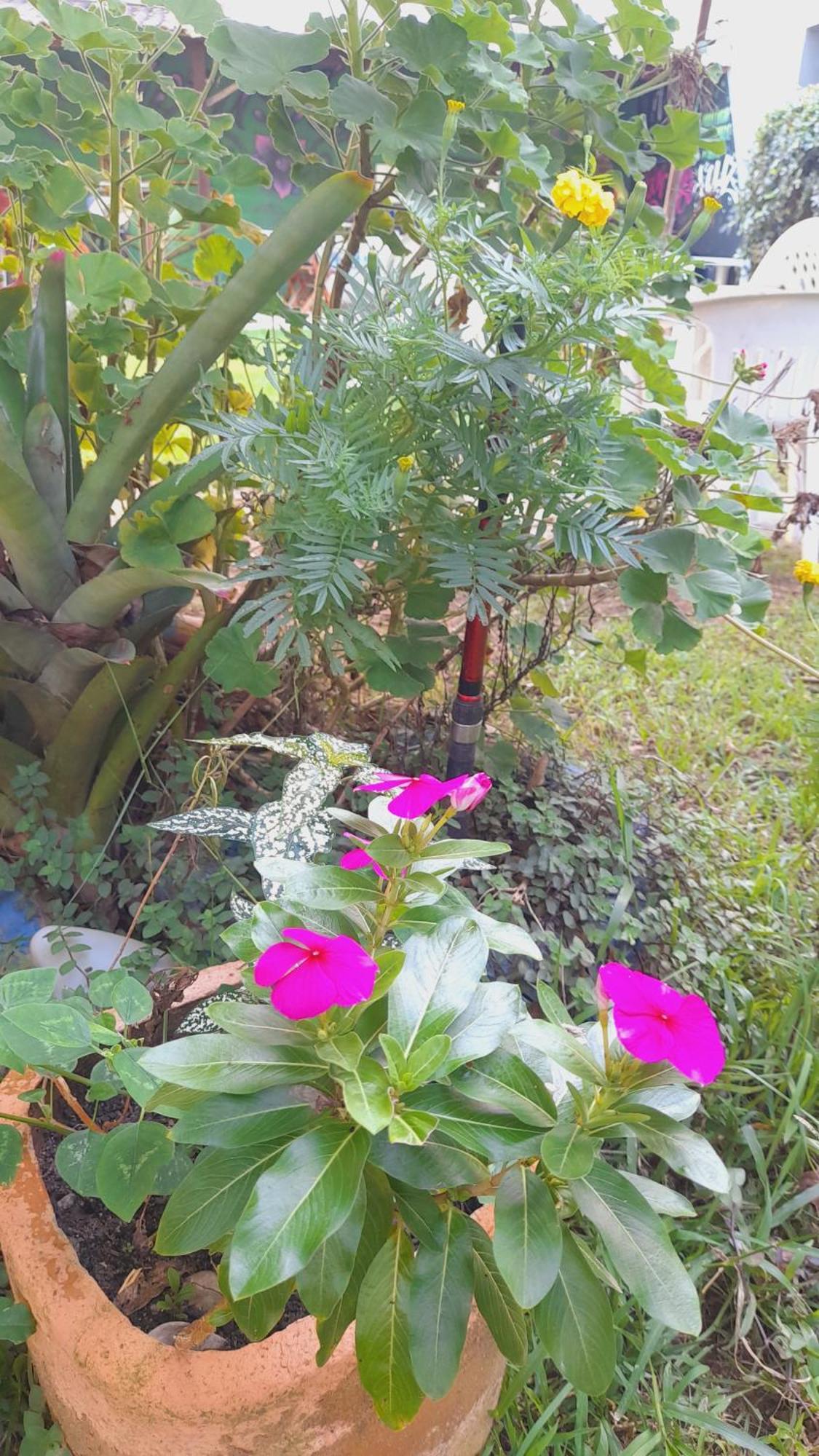 Pousada Flora Buzios Екстериор снимка